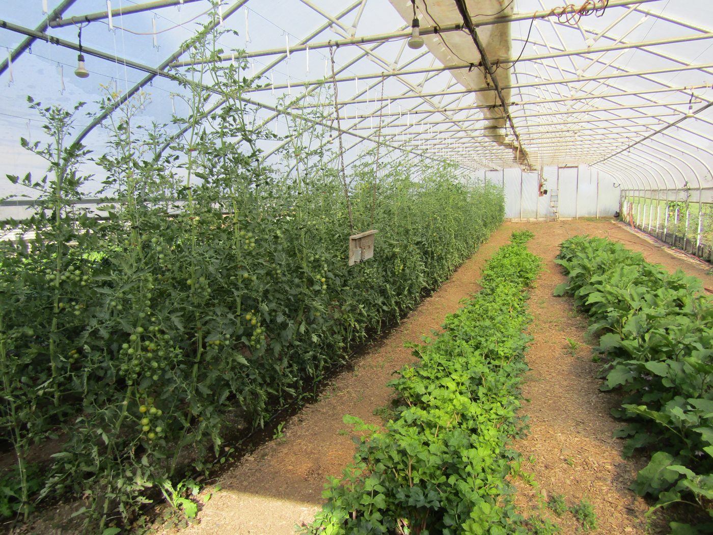Rows of tomatoes and greens growing inside the greenhouse