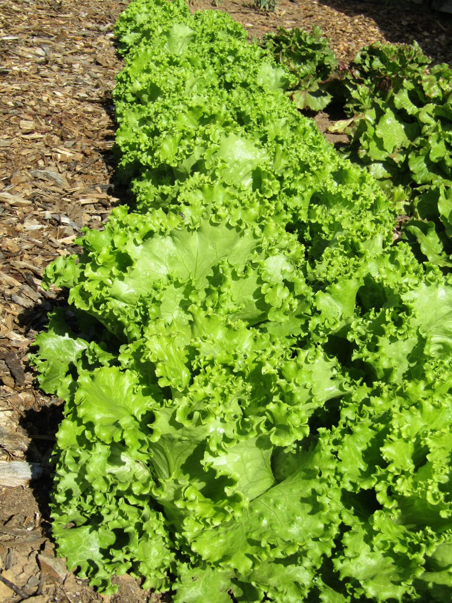 A bed of frilly green lettuce