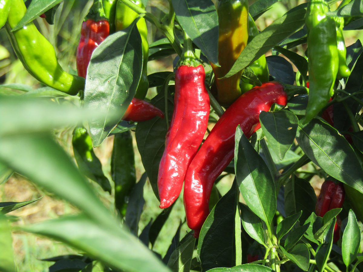 Long red peppers on the plant