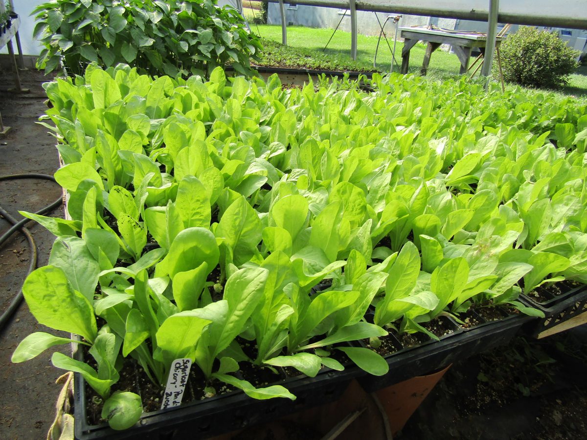 Trays of seedlings in the propagation greenhouse