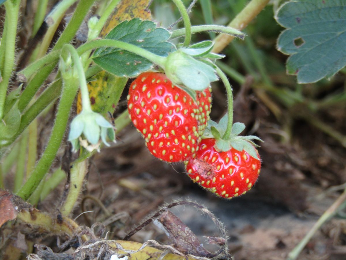 Ripe strawberries