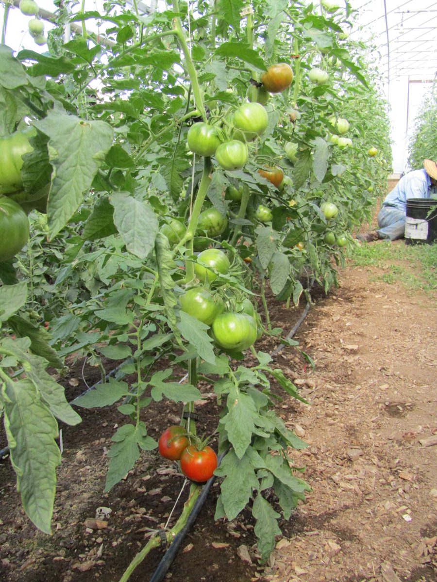Tomatoes ripening on the vine