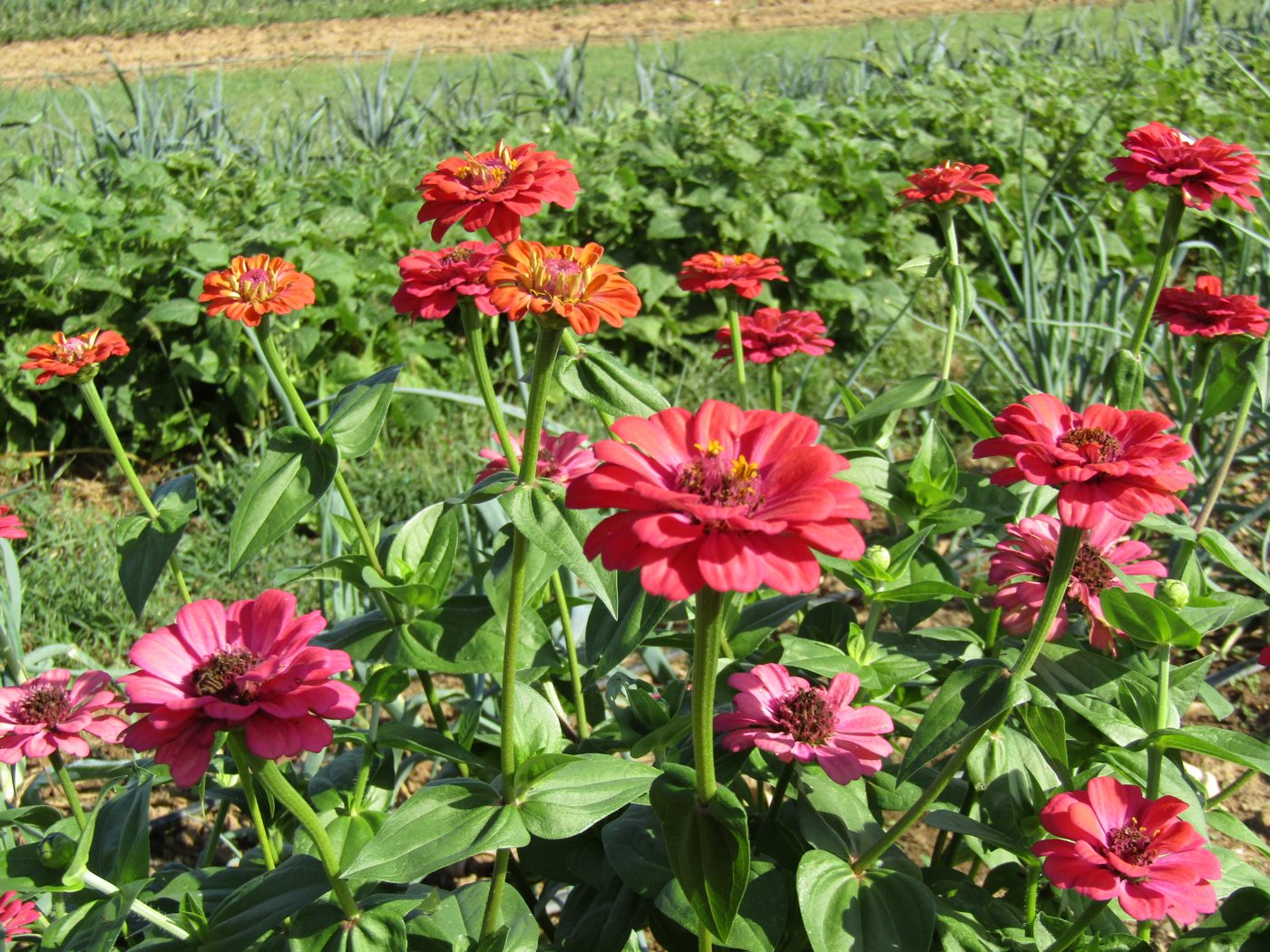 Red and pink zinnias blooming between vegetable rows